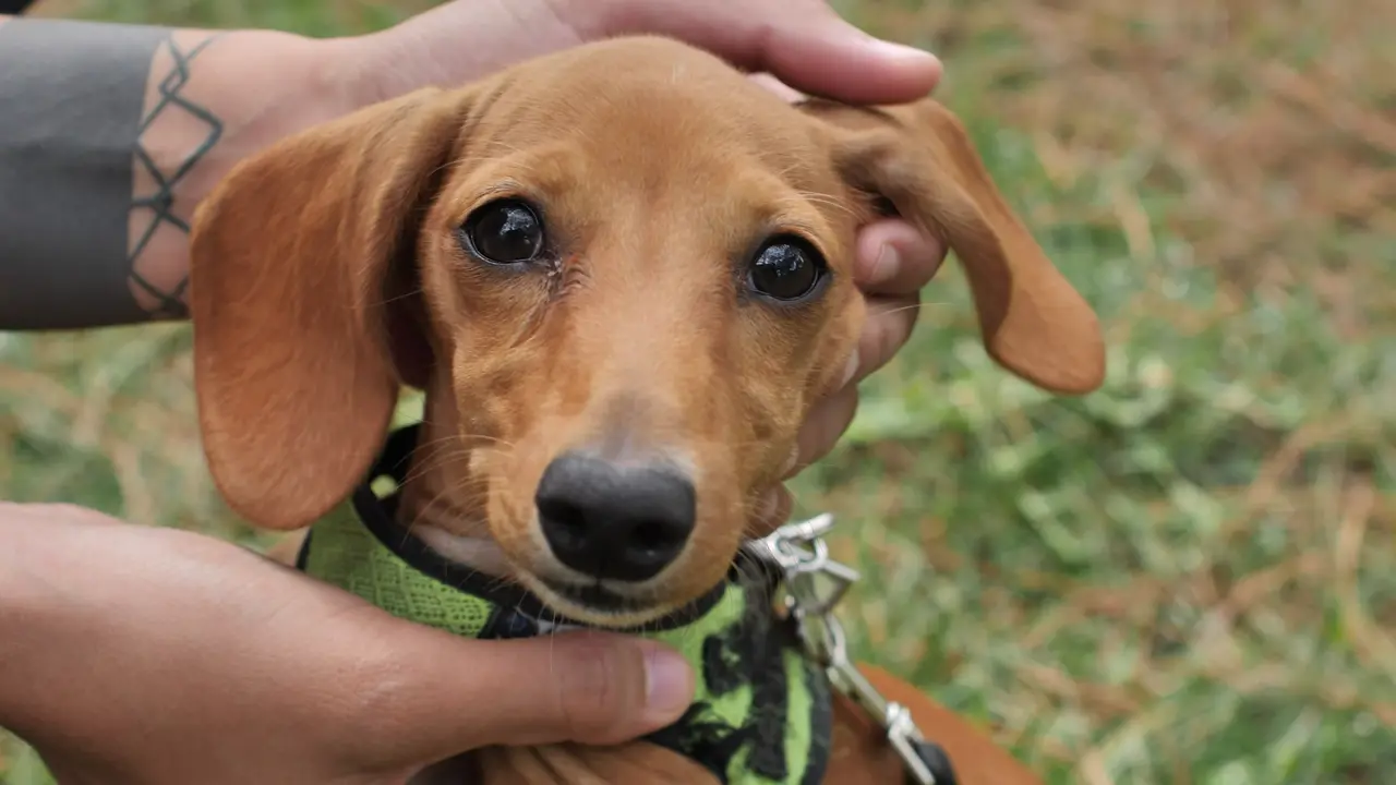 Owner petting a happy dachshund puppy on the grass